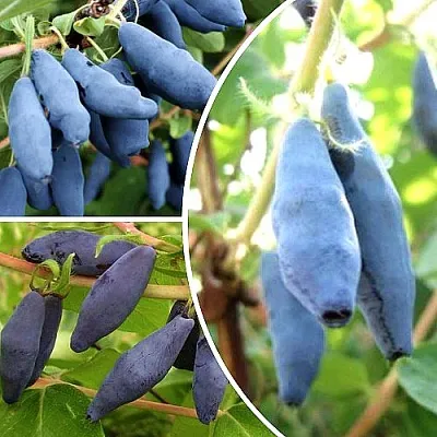 Комплект СЛАДКИЕ ХИТЫ в Липецке