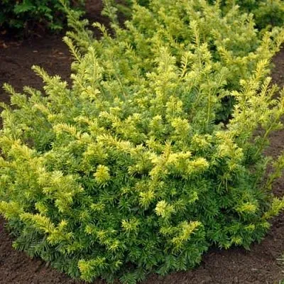 Тис ЭЛЕГАНТИССИМА ягодный  Тис ЭЛЕГАНТИССИМА ягодный в Липецке