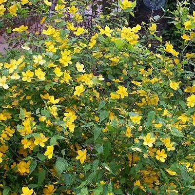 Керрия японская ГОЛДЕН ГИНЕЯ  Керрия японская ГОЛДЕН ГИНЕЯ в Липецке