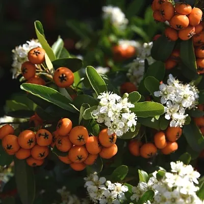 Пираканта  Пираканта в Липецке