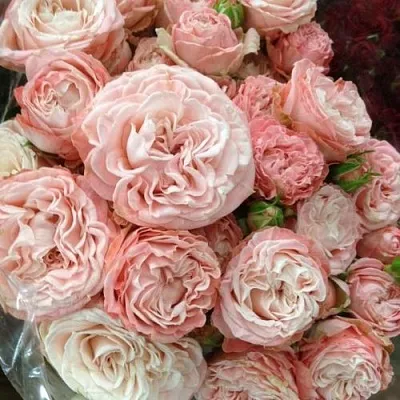 Саженцы роз МАДАМ БОМБАСТИК спрей  Саженцы роз МАДАМ БОМБАСТИК спрей в Липецке