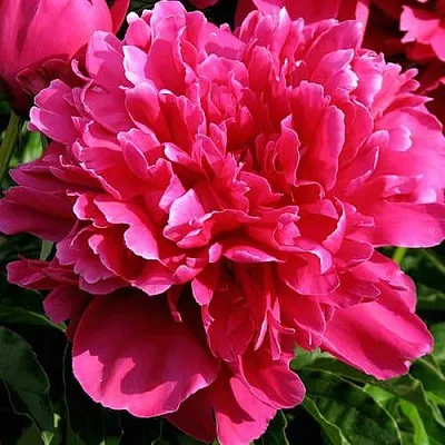 Пион ВИКТУАР ДЕ ЛА МАРН травянистый  Пион ВИКТУАР ДЕ ЛА МАРН травянистый в Липецке