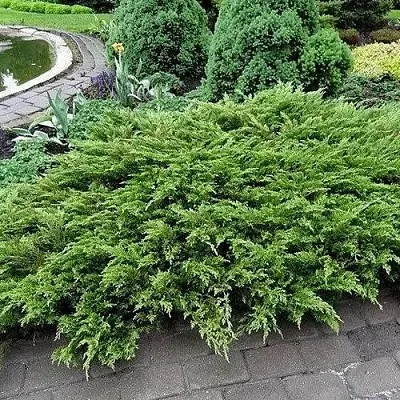 Можжевельник РОКЕРИ ДЖЕМ казацкий  Можжевельник РОКЕРИ ДЖЕМ казацкий в Липецке