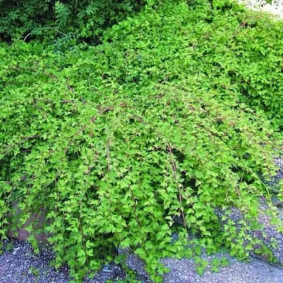 Стефанандра  Стефанандра в Липецке