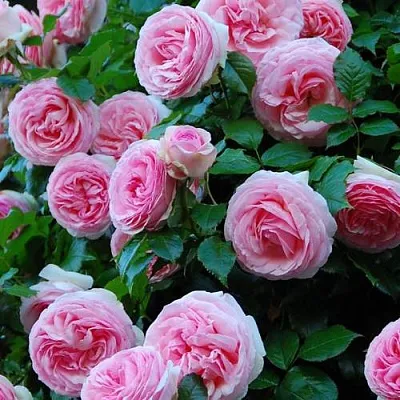 Саженцы роз ПЬЕР ДЕ РОНСАР плетистая  Саженцы роз ПЬЕР ДЕ РОНСАР плетистая в Липецке