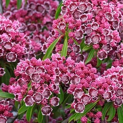 Кальмия  Кальмия в Липецке