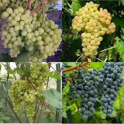 Комплект ВИНОГРАДНАЯ РАДУГА в Липецке