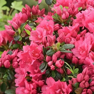 Азалия  Азалия в Липецке