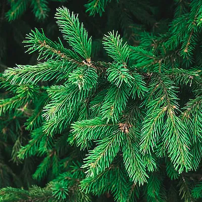 Ель  Ель в Липецке