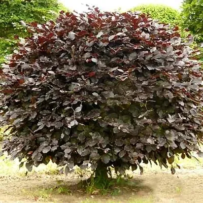 Бук лесной АТРОПУНИЦЕА в Липецке