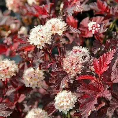 Пузыреплодник ЛЕДИ ИН РЕД  Пузыреплодник ЛЕДИ ИН РЕД в Липецке