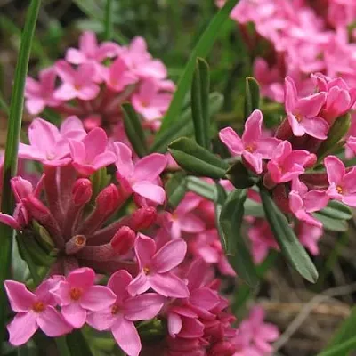 Волчеягодник  Волчеягодник в Липецке