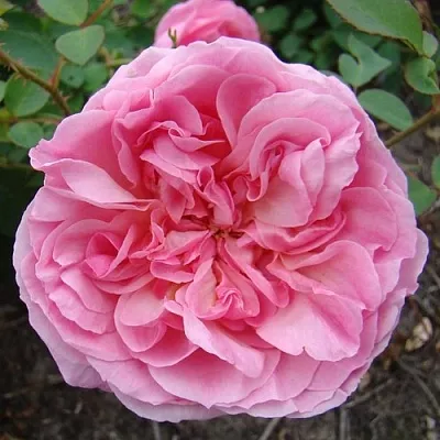 Саженцы роз ХАЙДИ ХОЛЛ английская  Саженцы роз ХАЙДИ ХОЛЛ английская в Липецке