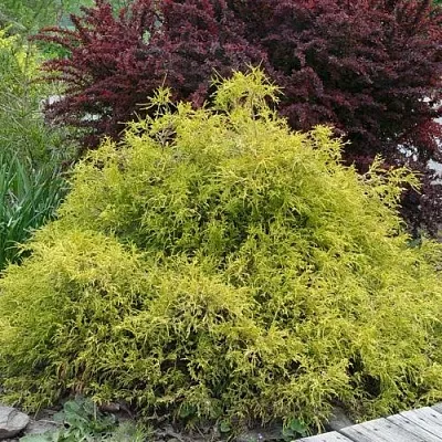 Кипарисовик ГОЛДЕН МОП горохоплодный  Кипарисовик ГОЛДЕН МОП горохоплодный в Липецке