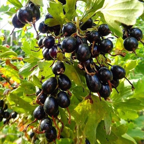Смородина золотистая ОВАЛЬНАЯ в Липецке
