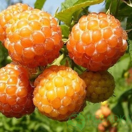 Малина КУМБЕРЛЕНД желтая в Липецке