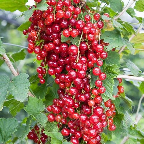 Смородина красная РЕД ЛЕЙК в Липецке