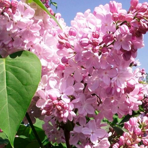 Сирень АДЕЛИНА в Липецке