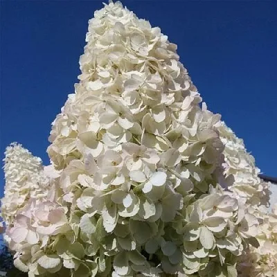 Белая в Липецке