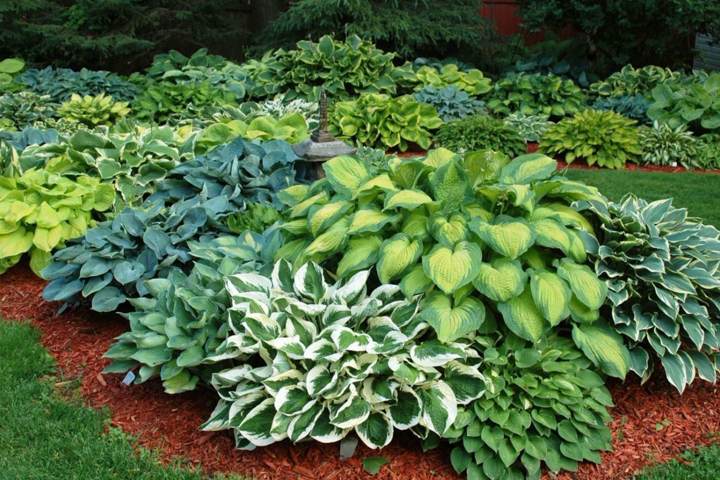 hosta-2.jpg