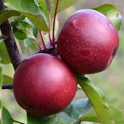 Яблоня красномясая в Липецке
