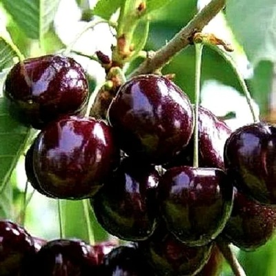 Черешня ДОНЕЦКИЙ УГОЛЁК в Липецке