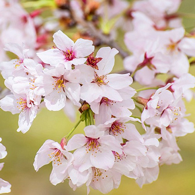 Сакура КОЙО НО МАЙ в Липецке
