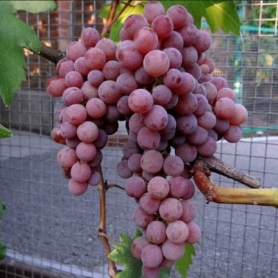 Виноград ЭЛЕГИЯ в Липецке