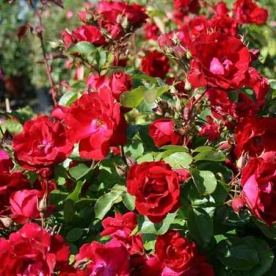 Роза ЧАМПЛЕЙН флорибунда в Липецке