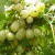 Крыжовник ИНВИКТА в Липецке