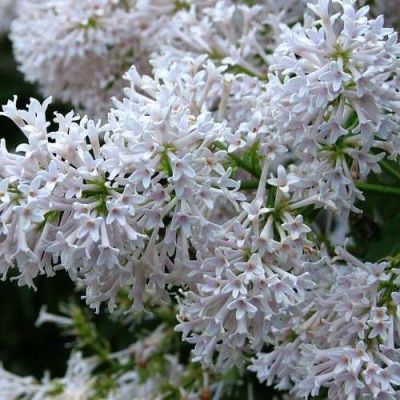 Сирень АГНЕС СМИТ в Липецке