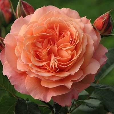 Роза шраб в Липецке