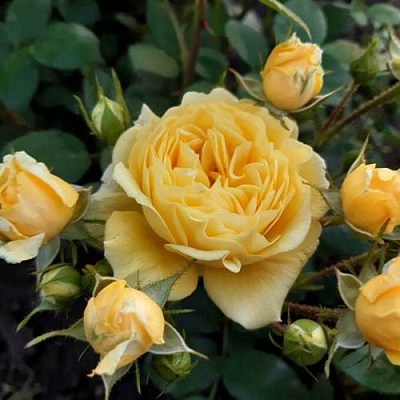 Роза флорибунда в Липецке