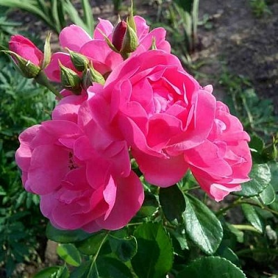 Роза АНГЕЛА флорибунда в Липецке