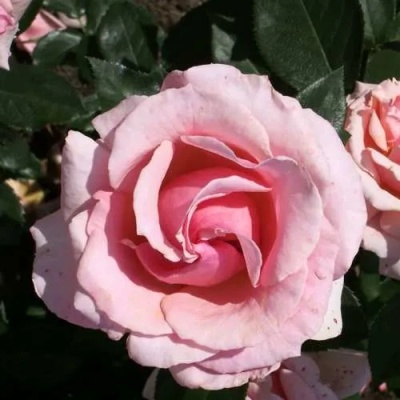 Роза ПОЭЗИЯ флорибунда в Липецке