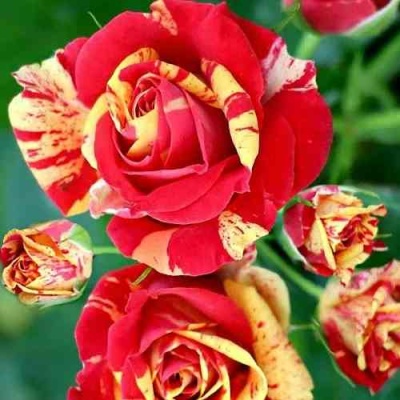 Роза ФАЙЕР ФЛЕШ спрей в Липецке