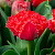 Тюльпан БЕНДИГО бахромчатый в Липецке
