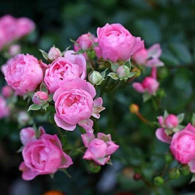 Роза полиантовая в Липецке