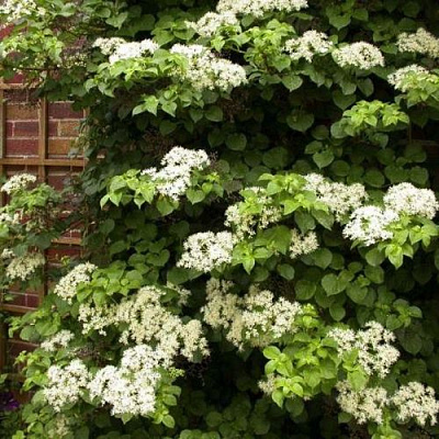 Черешковая в Липецке