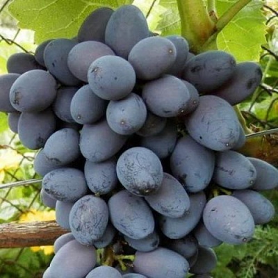 Черный виноград в Липецке