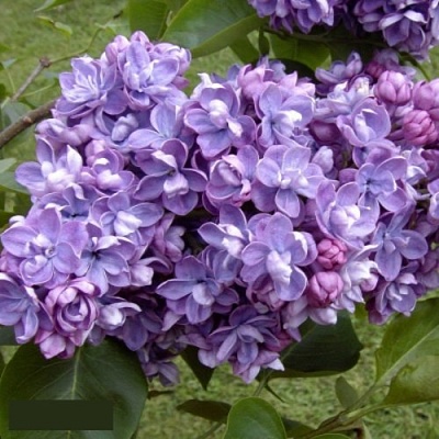 Сирень АМИ ШОТТ в Липецке