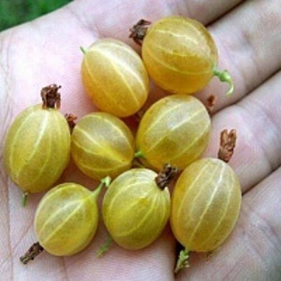 Крыжовник ЯРОВОЙ в Липецке