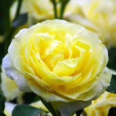 Роза КОМТЕСС ДЮ БАРИ флорибунда  в Липецке