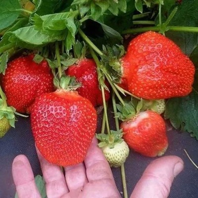 Клубника АЗИЯ в Липецке