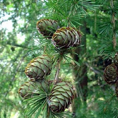 Лиственница европейская в Липецке