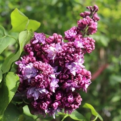 Сирень МАРШАЛ МАЛИНОВСКИЙ в Липецке