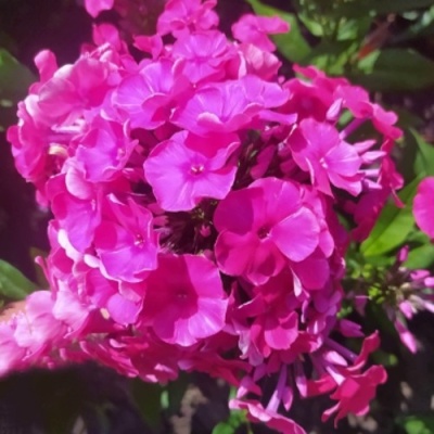 Флокс БАМБИНИ ДИЗАЙР метельчатый в Липецке