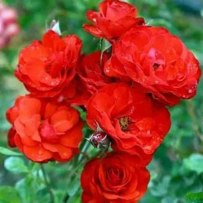 Роза ФАЙЕР КИНГ спрей  в Липецке