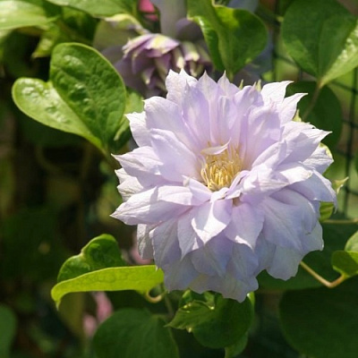 Клематис БЕЛЬ ОФ ВОРКИНГ в Липецке