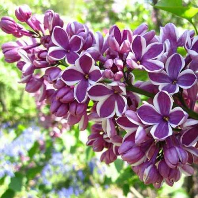 Сирень СЕНСАЦИЯ в Липецке